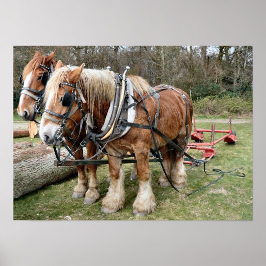 シャイホースのポスター ポスター (正面)