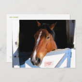 シャイホース ポストカード (正面/裏面)