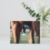 シャインオンレディーリンクス ポストカード (スタンド正面)