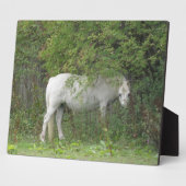 シャイ白い馬のプラーク フォトプラーク (側面)