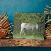 シャイ白い馬のプラーク フォトプラーク (側面)