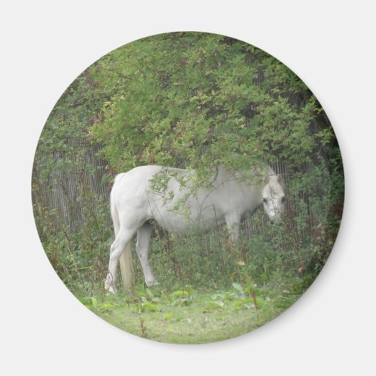 シャイ白馬磁石 マグネット (正面)