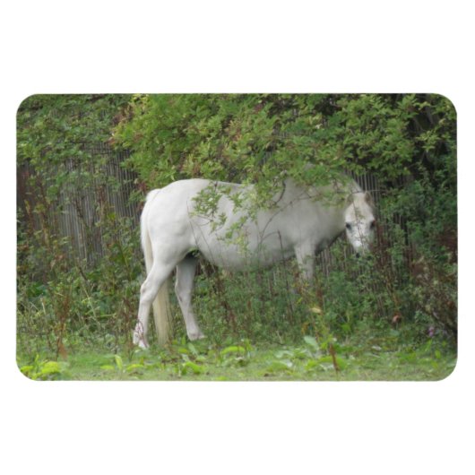 シャイ白馬高級磁石 マグネット (横)