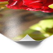 シャイ・カメリア フォトプリント            (角)