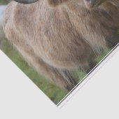 シャギーなブロンドの高地牛 薄葉紙 (詳細)