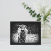 シャギーな高地牛写真(黒及び白) ポストカード (スタンド正面)