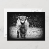 シャギーな高地牛写真(黒及び白) ポストカード (正面/裏面)