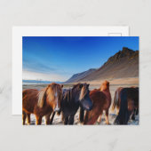 シャギーアイスランドウズ ポストカード (正面/裏面)