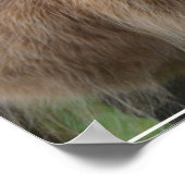 シャギー・ブロンド・ハイランド・カウズ ポスター (角)