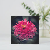 シャギー《植物》百日草サンキュー サンキューカード (スタンド正面)