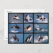 シャククジラのモザイク写真 ポストカード (正面/裏面)