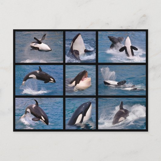 シャククジラのモザイク写真 ポストカード (正面)