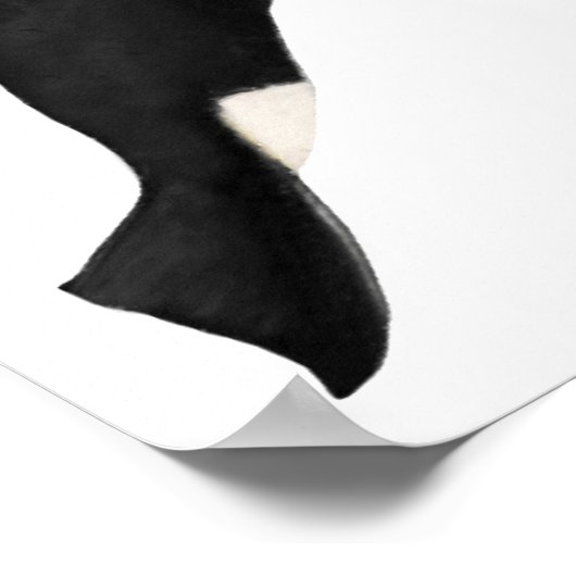 シャククジラ ポスター (角)