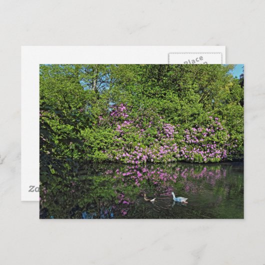 シャクナゲとゲーゼ。ロアースパークレイクカーディフ ポストカード (正面/裏面)