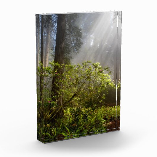 シャクナゲの朝霧 フォトブロック (左)