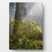 シャクナゲの朝霧 フォトプラーク (正面)