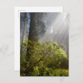 シャクナゲの朝霧 ポストカード (正面/裏面)