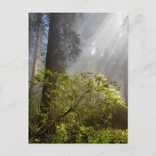 シャクナゲの朝霧 ポストカード (正面)