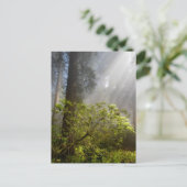 シャクナゲの朝霧 ポストカード (スタンド正面)