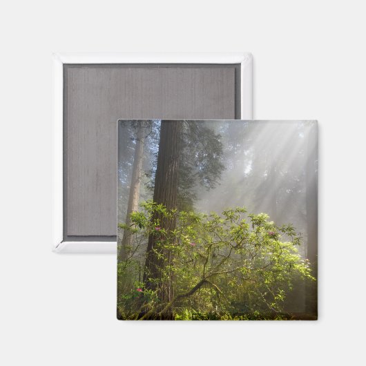 シャクナゲの朝霧 マグネット (正面/裏面)