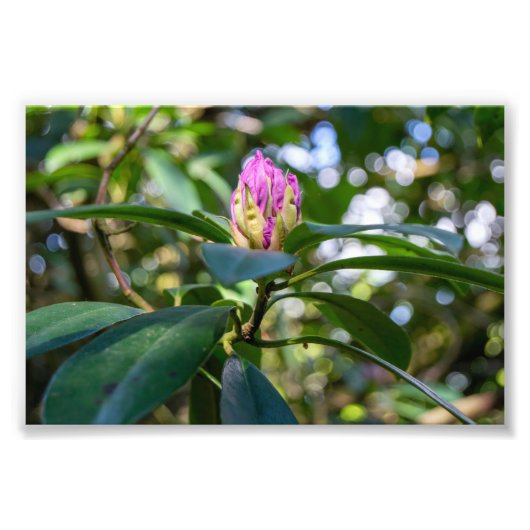 シャクナゲの花芽 フォトプリント            (正面)