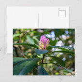 シャクナゲの花芽 ポストカード (正面/裏面)