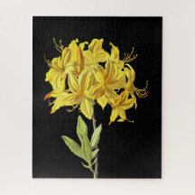 シャクナゲの黄体（オナギク）