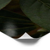 シャクナゲ開花写真光沢 ポスター (コーナー)