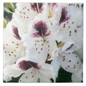 シャクナゲ タイル (正面)