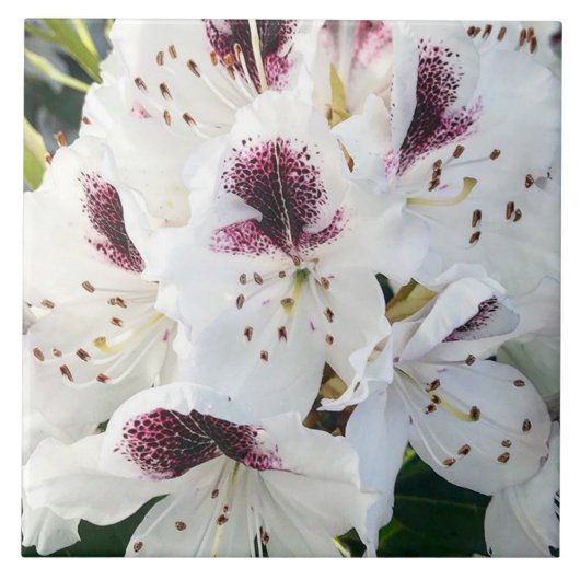 シャクナゲ タイル (正面)