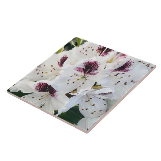 シャクナゲ タイル (側面)