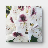 シャクナゲ フォトプラーク (正面)