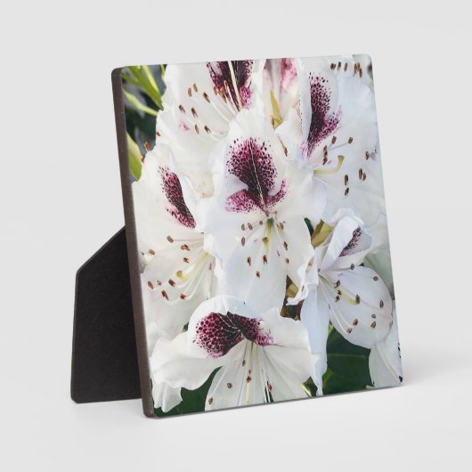 シャクナゲ フォトプラーク (正面)