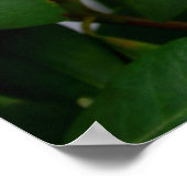 シャクナゲ ポスター (角)