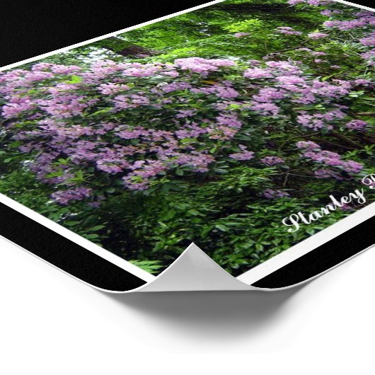 シャクナゲ ポスター (角)