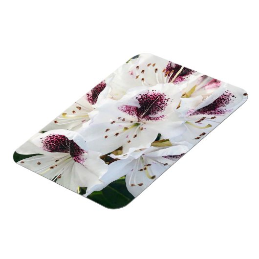 シャクナゲ マグネット (左側)