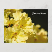 シャクナゲ（黄色） ポストカード (正面)