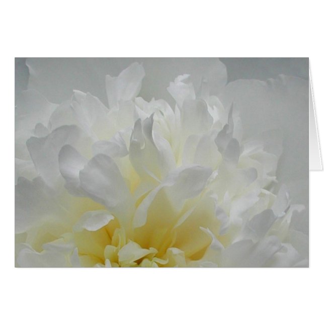 シャクヤクの炎 (正面横)