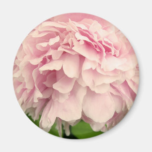 シャクヤクの花びら マグネット