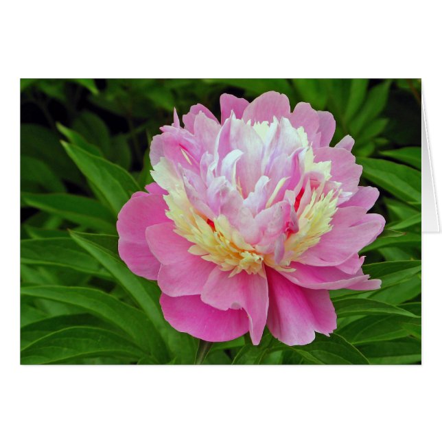 シャクヤクの花 (正面横)