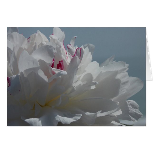 シャクヤクは走行します (正面横)