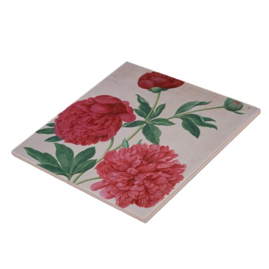 シャクヤクは、ナッサウのFlorilegiumからの46をめっきします(w/c タイル (側面)