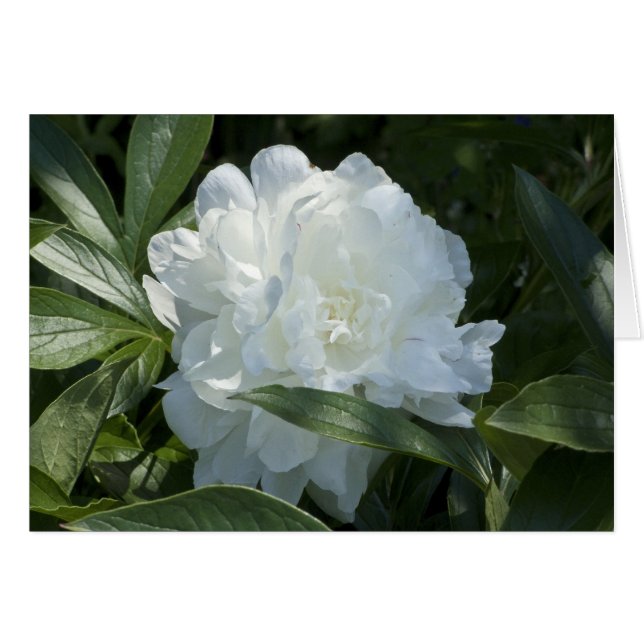 シャクヤクカード (正面横)