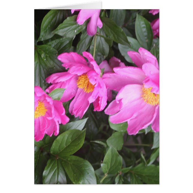 シャクヤク (正面)