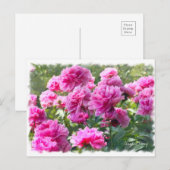 シャクヤク [花] ポストカード (正面/裏面)