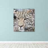 シャシャ若い雄ヒョウ キャンバスプリント (インサイチュ (ウッドフロア))