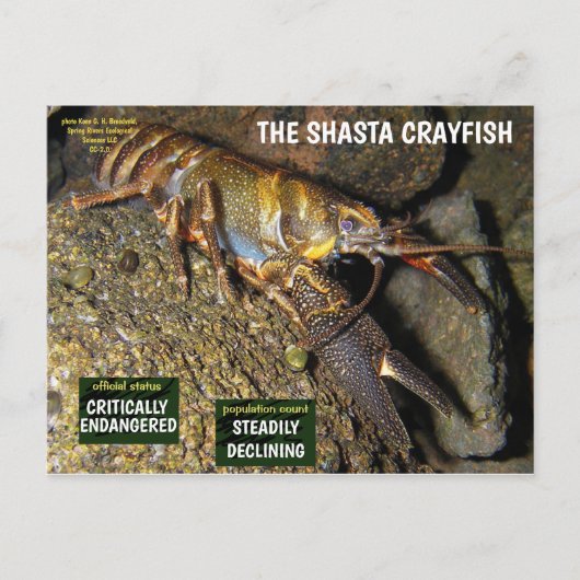 シャスタザリフィッシュは絶滅危惧種 – 3 - シーズンポストカード (正面)