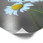 シャスタデイジーズインザフィールド フォトプリント            (角)