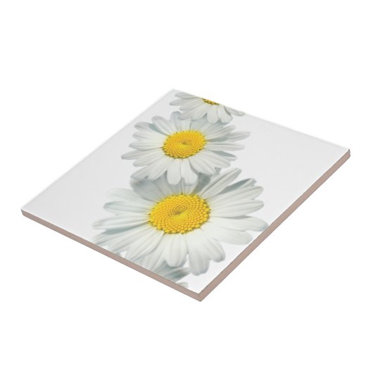 シャスタデイジー タイル (側面)