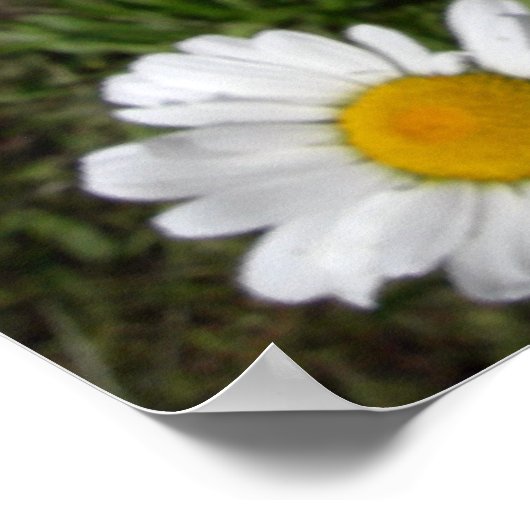 シャスタデイジー(菊花最大) ポスター (角)